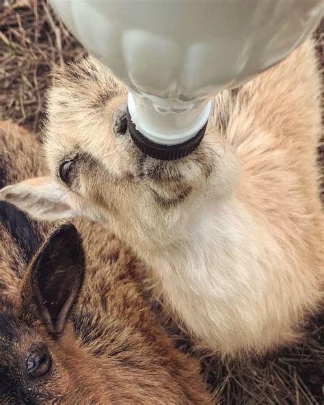 How to bottle feed a baby goat. in 2021 | Baby goats, Baby feeding ...