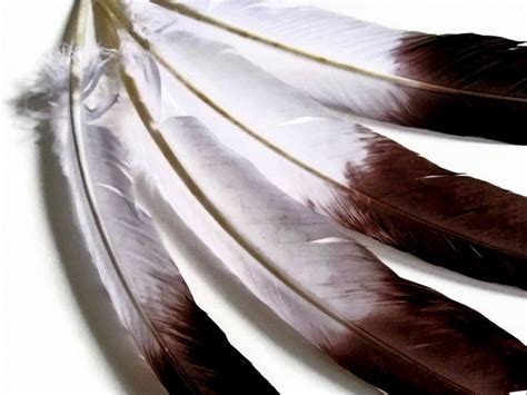 Eagle Feathers 6 Pieces Brown Tipped imitation - Etsy