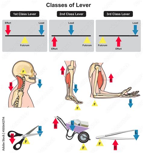 Classes of lever infographic diagram for physics science education ...