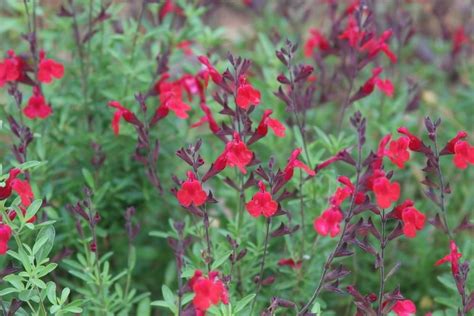 Vibrant Autumn Sage Plant