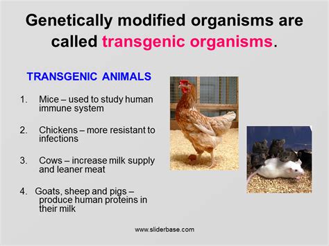 A Transgenic Organism Is: : A transgenic organism is a type of genetically modified organism ...