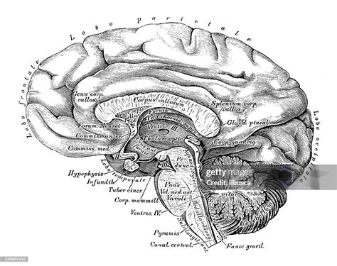 Brain Drawing Side View