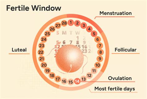 Ovulation Calculator