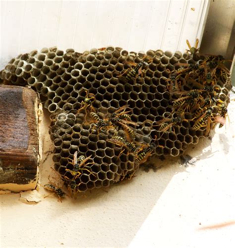 Video Shows the Inside of a Wasp’s Nest