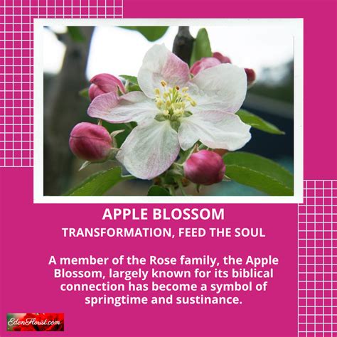 AppleBlossom - Eden Florist - South Florida Flowers for Any Occasion