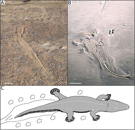 Ancient giant amphibians swam like crocodiles 250 million years ago, says new study