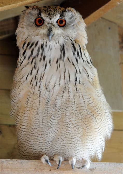 Western Siberian Eagle Owl - Screech Owl Sanctuary & Animal Park