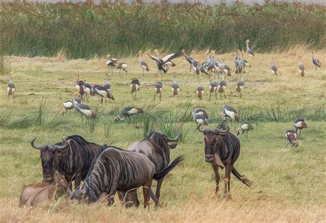 Wildebeest, Ngorongoro Crater Photograph by Marcy Wielfaert - Pixels