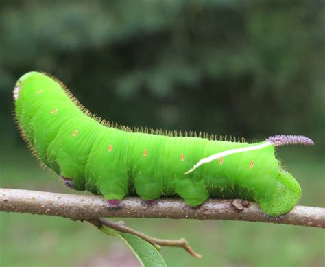 Giant Sphinx Moth Caterpillar | Project Noah