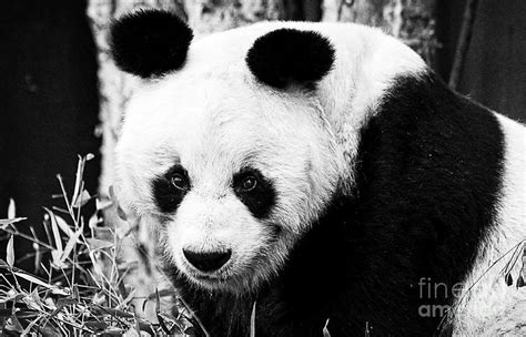 Beautiful Panda Black And White 4 Photograph by Boon Mee - Fine Art America