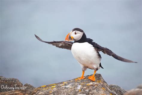 How To See Puffins In Elliston, Newfoundland In Canada