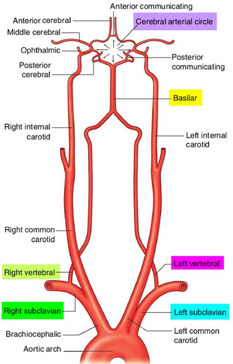 branches of vertebral artery - Ecosia | Subclavian artery, Arteries ...