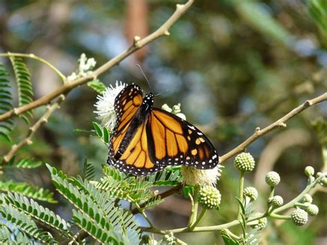 European Lepidoptera and their ecology: Danaus plexippus