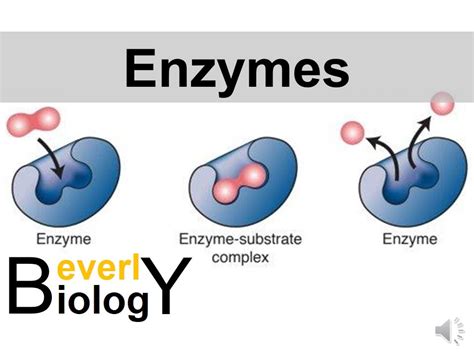 Enzymes and Catalysts - YouTube