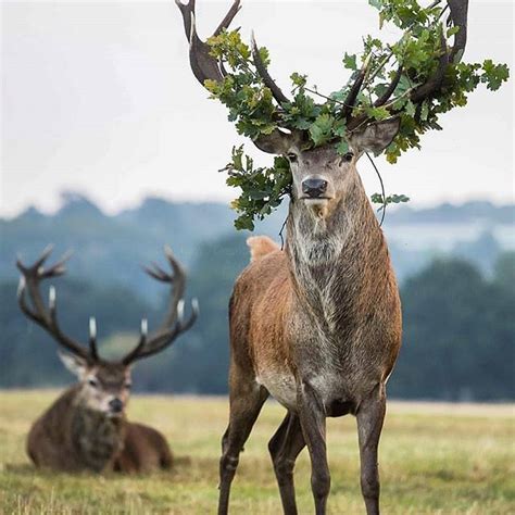 🦌Male Kudu, a species of antelope, easily recognisable by their beautiful spiralling horns 😍 ...