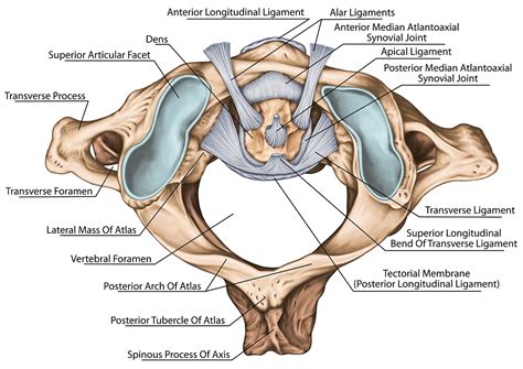 alar ligament treatment