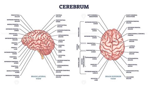 Cerebrum structure and human brain sections and parts anatomy outline ...