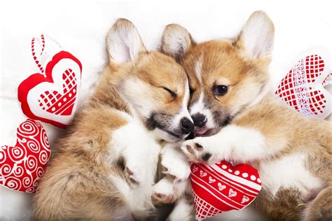 61 Dog Valentine Puns and Sayings to Show Your Love - Great Pet Living