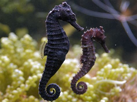 Watch the crazy way male seahorses give birth to 1000s of babies at...