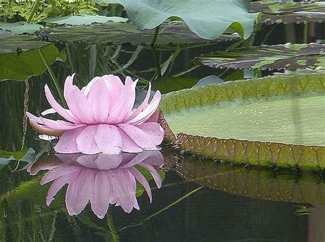 Victoria amazonica flower and leaf 8175 | Amazon flowers, Lotus flower pictures, Lotus flower art