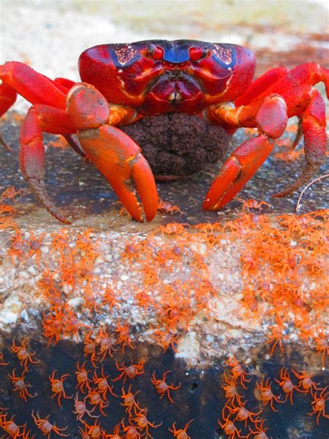 A female with eggs, surrounded by returning babies | http://blog ...