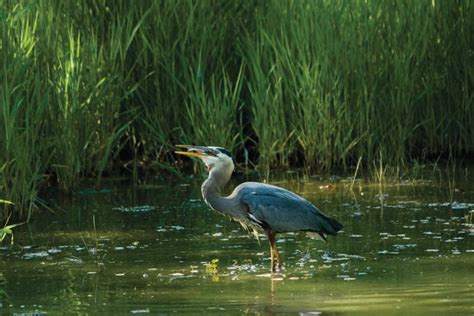 Estuaries Animals