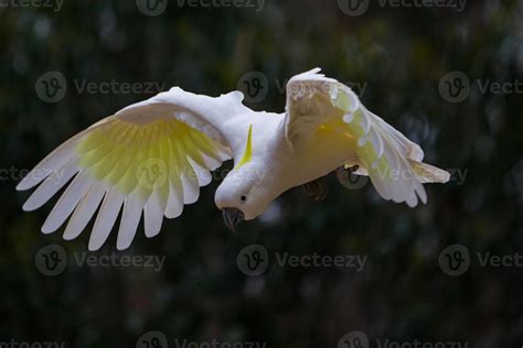 flying Sulphur Crested Cockatoo 730123 Stock Photo at Vecteezy