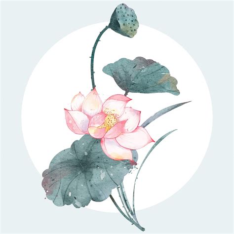 Premium Vector | Composition of pink lotus flower watercolor vector illustration