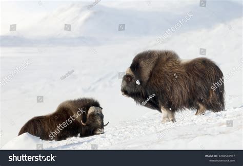 Group Musk Oxen Dovrefjell Mountains Winter Stock Photo 2240540957 | Shutterstock