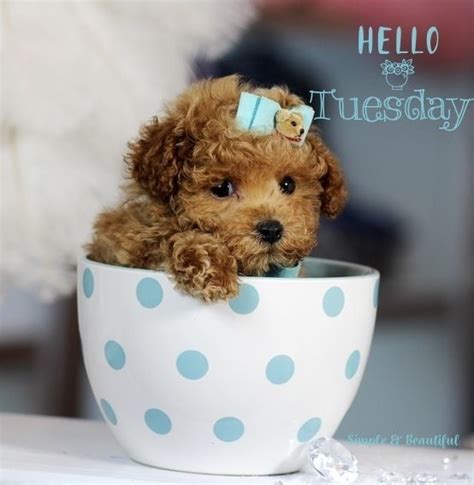 Good Morning from Simple & Beautiful on Facebook | Teacup poodle puppies, Tea cup poodle, Teacup ...