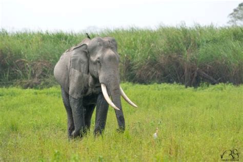 Know your elephants: Identifying the giants of Kaziranga > Wildlife Conservation Society - India