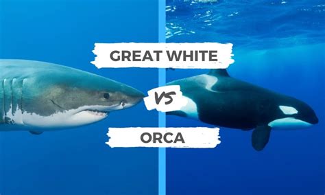 Great White Shark vs Orca | Surf's Up Magazine