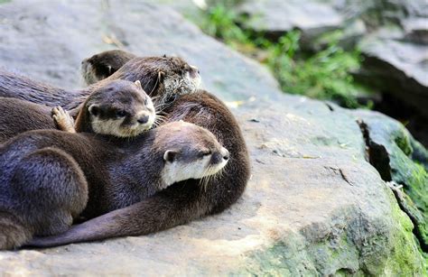 How to Tell the Difference Between Sea Otters and River Otters - Ocean Conservancy