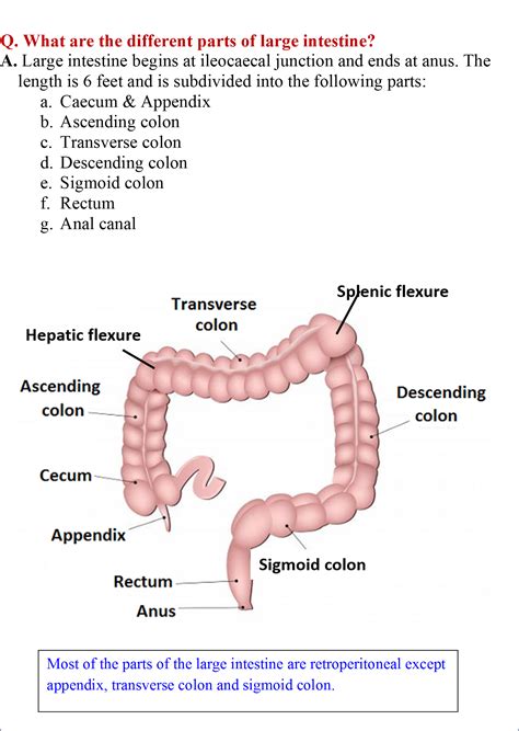 Large intestine – Anatomy QA