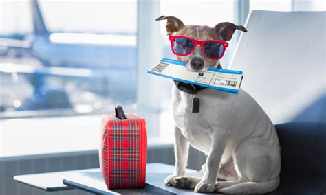 8 Tips to Fly Safely with Your Pet | CheapOair MilesAway