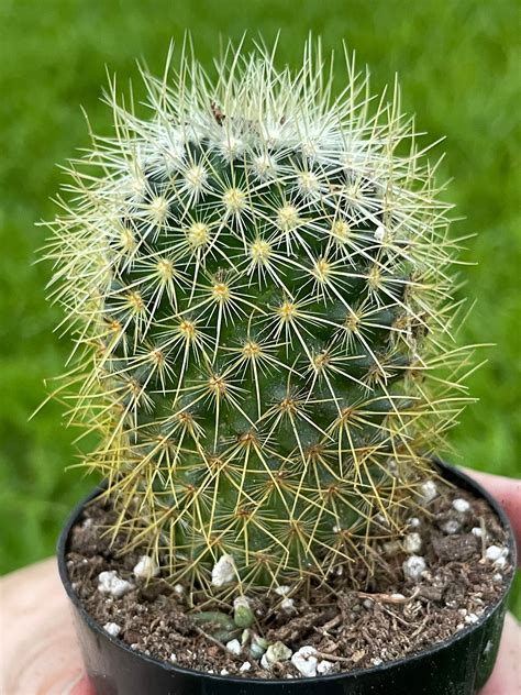 Spiny Pincushion Cactus Mammillaria Spinosissima Flowering | Etsy