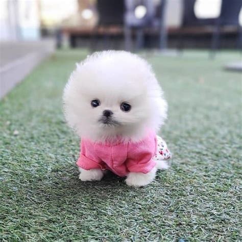 Buy Teacup Pomeranian Puppies/Dogs for Sale in Delhi, NCR India