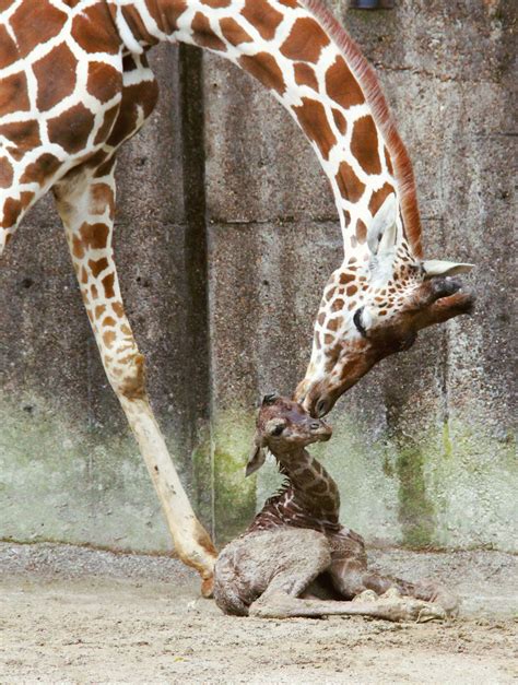 See Photos of Zoo Animals Giving Their Moms Cuddles and Kisses for Mother's Day Pictures Of Zoo ...