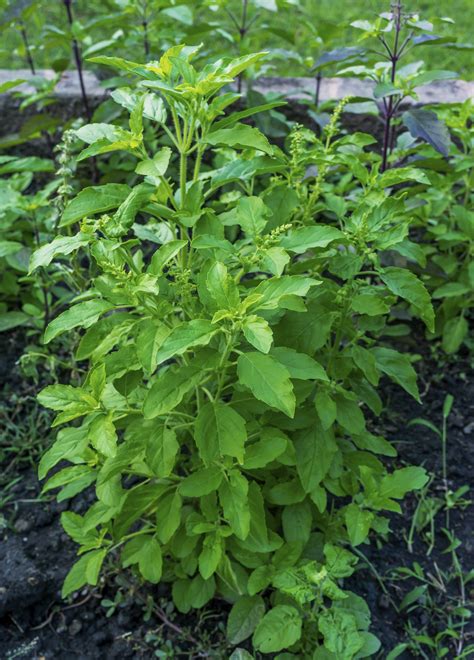 Importance of the Medicinal Plant Tulsi | Livestrong.com | Medicinal plants, Tulsi plant, Herbal ...