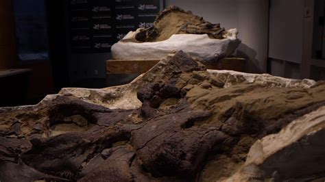 'Dueling dinosaurs' fossils donated to NC museum - YouTube