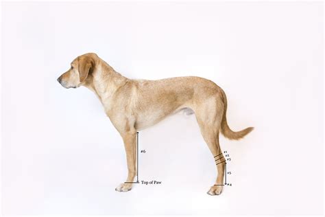 Dog Pressure Sores Treatment | Osteoarthritis Solutions Hock Sock