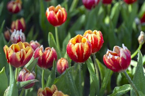 Beautiful Bouquet of Tulips in Spring Stock Image - Image of field, pink: 143670089