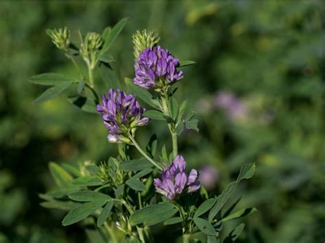 Planting Alfalfa: How To Grow Alfalfa | Gardening Know How