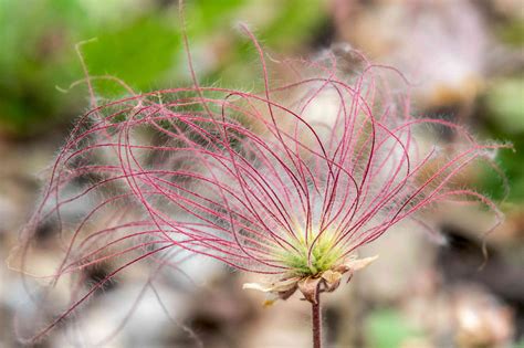 Prairie Smoke: Plant Care & Growing Guide