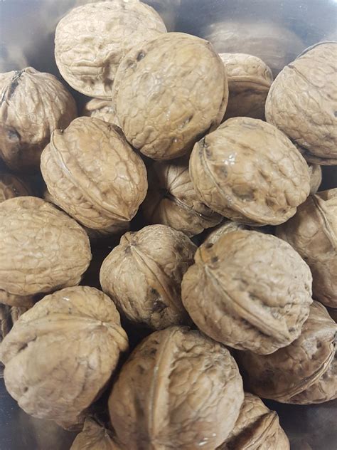 Buy Walnuts in Shell - Nuts @ Micks Nuts