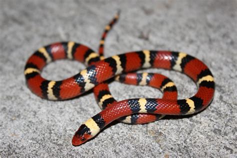 Scarlet Kingsnake – Florida Snake ID Guide