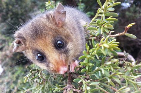 Endangered mountain pygmy possum, News, La Trobe University