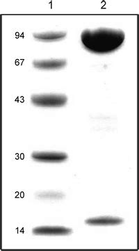 Cold-adapted arsenite oxidase from a psychrotolerant Polaromonas ...