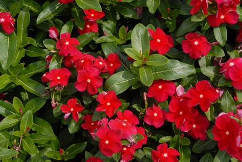 Catharanthus roseus (Annual Vinca, Madagascar Periwinkle, Periwinkle, Rose Periwinkle, Running ...