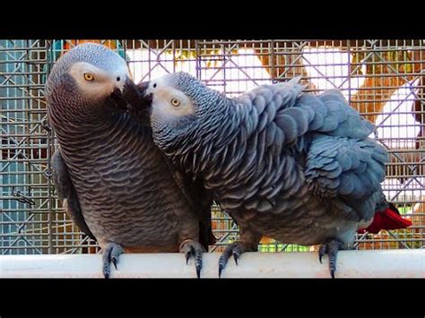 African grey Breeding setup - YouTube